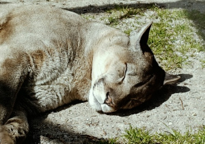 dzieci podczas wycieczki do ZOO
