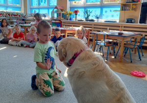 pies podaje łapę chłopcu