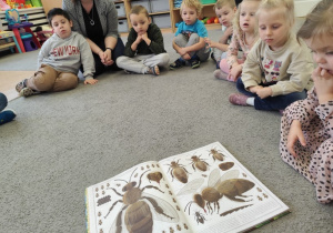 Uczymy sie o pszczołach.