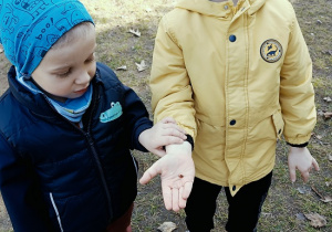 chłopcy znaleźli biedronkę