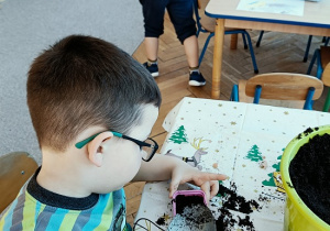 chłopiec sadzi cebulę do pojemniczka z ziemią