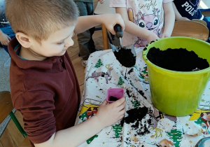 chłopiec sadzi cebulę