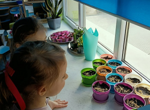 Bawimy się w ogrodników- siejemy owies.