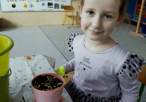 dziewczynka sieje owies w doniczce