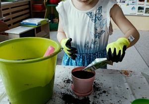 dziewczynka sieje owies w doniczce