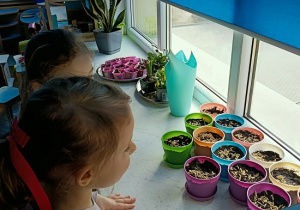 dzieci obserwują posiany owies w doniczkach