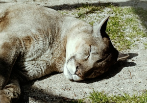 dzieci podczas wycieczki do ZOO