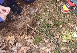 Dzieci obserwują runo leśne
